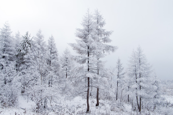 Nieve forestal
 - Foto, imagen