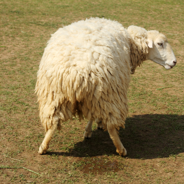 Schafe pinkeln - Foto, Bild