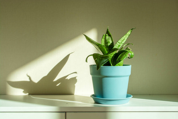 Sansevieria planten op tafel in moderne kamer - Foto, afbeelding