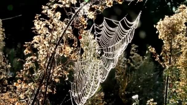 Dew drops on a spider web.Morning decoration of cobweb plants.Drops that are placed on cobwebs and plants create a beautiful look. - Footage, Video
