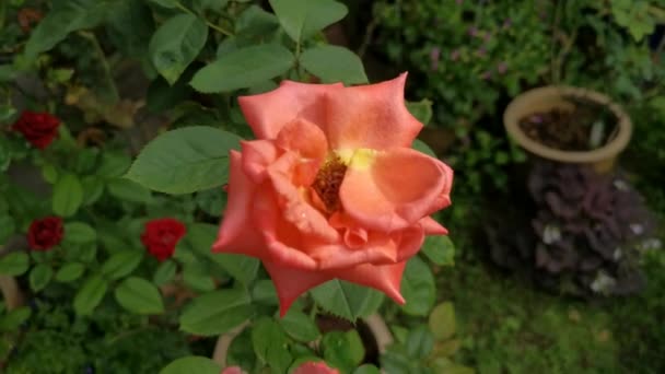 footage of the beautiful orange rosa chinensis jacq flower - Footage, Video