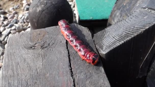 Vídeo pequeño con una lombriz roja grande y larga sobre una viga de madera - Imágenes, Vídeo