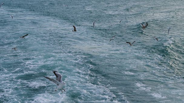 Istanbul Turkey Seagulls. Nature, wildlife. - Фото, зображення