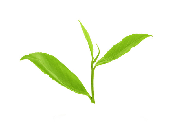 tea leaf isolated on white background - Foto, afbeelding