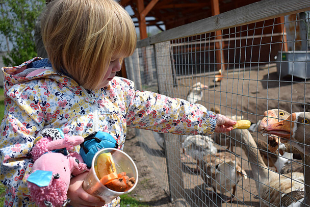 Une petite fille nourrit les oies dans la volière. - Photo, image