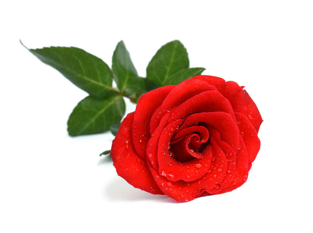 gyönyörű vörös rózsa virág elszigetelt fehér háttér - Fotó, kép