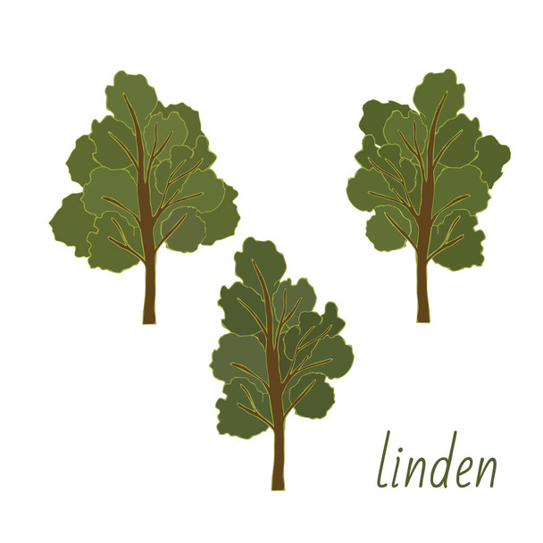 Set of Linden trees. Isolated elements. Leaves, flowers and buds of Linden. Vector lime tree - Vektor, obrázek