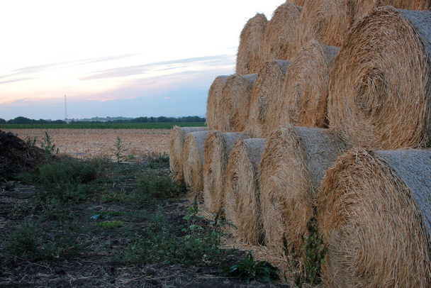 Пачка тюков сена в поле после сбора урожая. Желтые рулоны соломы в конце лета или в начале осеннего сезона - Фото, изображение