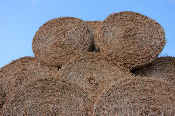 Stack of hay bales in the field after harvest. Yellow rolls of straw at the end of summer or at the beginning of the autumn season - Photo, Image