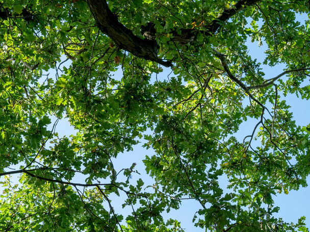 Dívat se nahoru mezi větvemi dubu - Fotografie, Obrázek