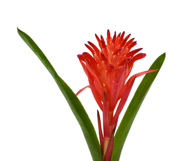 beautiful Red Bromeliad Flower isolated on white background - Photo, Image