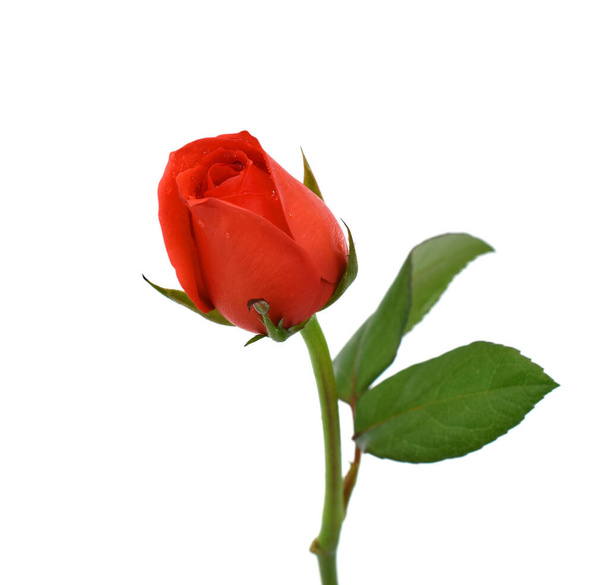 hermosa flor de rosa roja aislada sobre fondo blanco - Foto, imagen