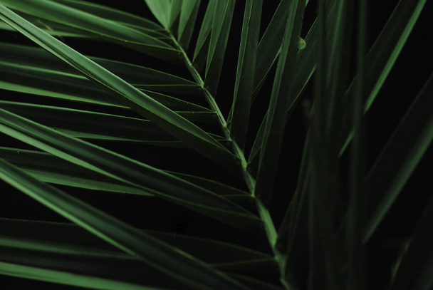 Close up of date palm leaf for copy space. Greenery background - Foto, Imagen