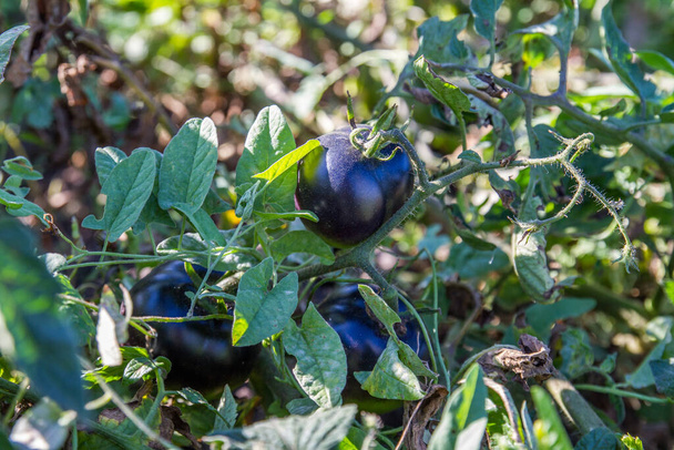 Groene tak van tomaten met vruchten van het ras Black Prince - Foto, afbeelding