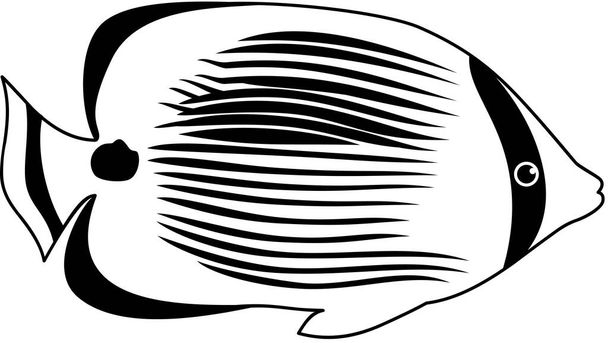bluespot butterfy fish icon, vector illustration - Vector, Image