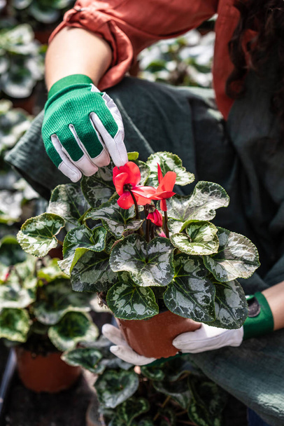 jardineiros mão tratando uma flor em um jardim botânico - Foto, Imagem