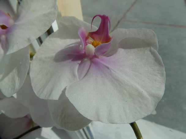 Cucù, orchidea, orchidea, decorativo, indoor, fiore, pianta - Foto, immagini