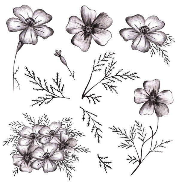 Conjunto de flores negras dibujadas a mano. Bosquejo de caléndulas de hojas delgadas. - Foto, imagen