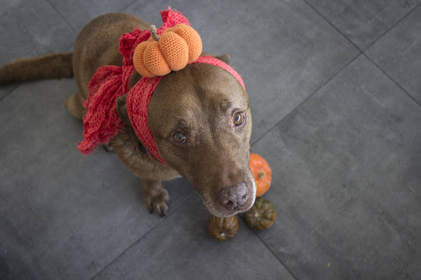Vtipný hnědý pes nosí ručně dělaný halloweenský kostým.  - Fotografie, Obrázek