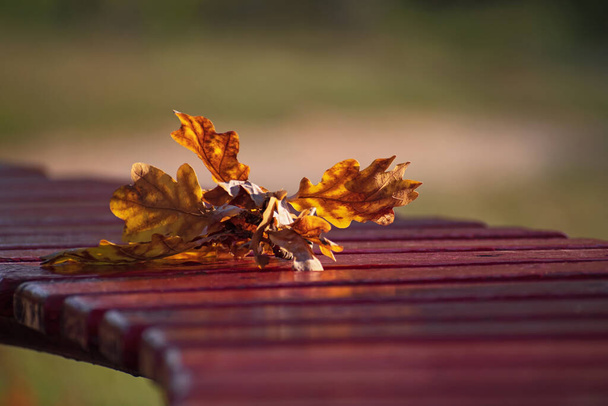Дубова гілка з осіннім жовто-коричневим листям лежить на бордовій дерев'яній лавці на розмитих квіткових пагорбах. осінній час
 - Фото, зображення