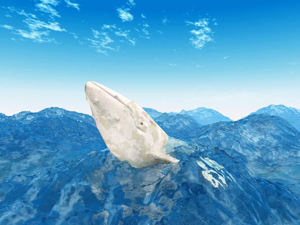 White Whale - Photo, Image