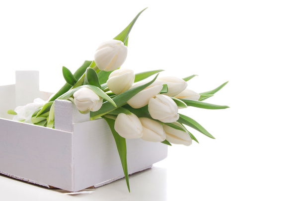 білі тюльпани
  - Фото, зображення