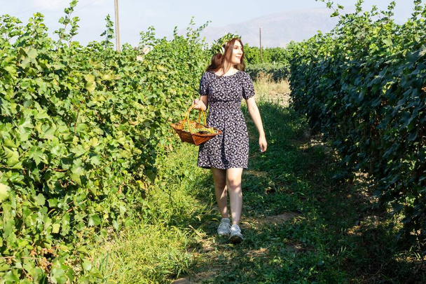 pretty young woman picking grapes in vineyard - Photo, Image