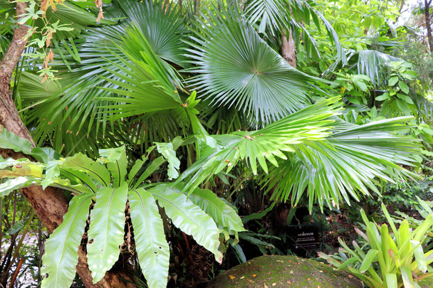 étonnantes plantes de la forêt tropicale arrière-plan feuillu dans le parc botanique - Photo, image