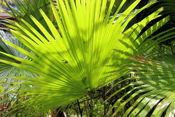 hämmästyttävä kasveja kukkia ja palmuja sademetsän - Valokuva, kuva