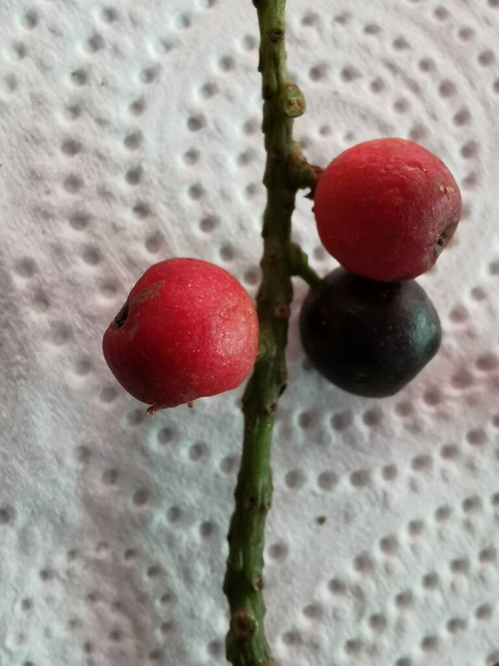 Τα κόκκινα ώριμα φρούτα έχουν ξινή γεύση. Τα φρούτα είναι στρογγυλά σαν κεράσια, αφήνοντας ένα μάτσο φρούτα.. - Φωτογραφία, εικόνα