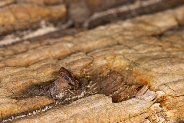 Clavo oxidado en cabaña de madera vieja permanece - Foto, Imagen