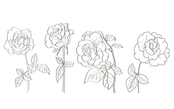 Dibujo dibujado a mano de flores de rosas en formato vectorial. Dibujo en blanco y negro. - Vector, imagen