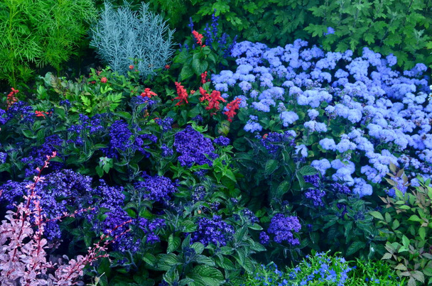 Синие цветы цветут в летнем саду, Синие цветы на фоне - Фото, изображение