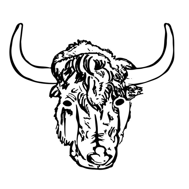 Yak head isolated on white background. Hand draw taurus sketch. Antique engraving of highland cattle. Farmers bull. American bison. Lunar horoscope sign ox, bull, cow. Scottish rural animal. Stock vector illustration - Vector, Image