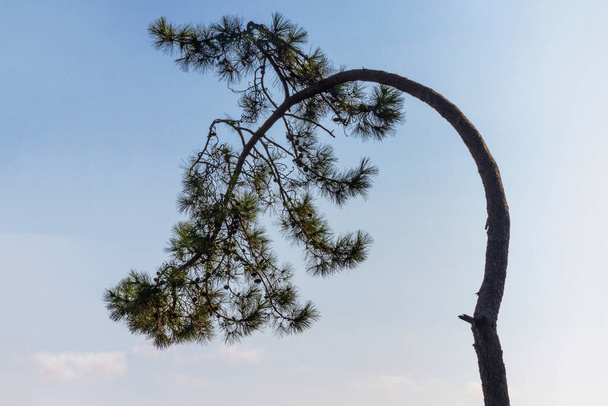 Árbol de pino débil doblado inclinándose con la corona hacia abajo - Foto, imagen