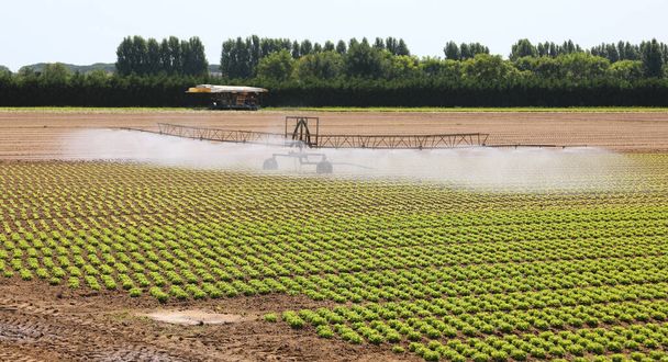 sistema automático de irrigação do campo cultivado com os brotos de alface verde durante a seca de verão - Foto, Imagem