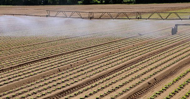 automatische Bewässerung der Felder mit grünen Salatsprossen während der Trockenheit im Sommer - Foto, Bild