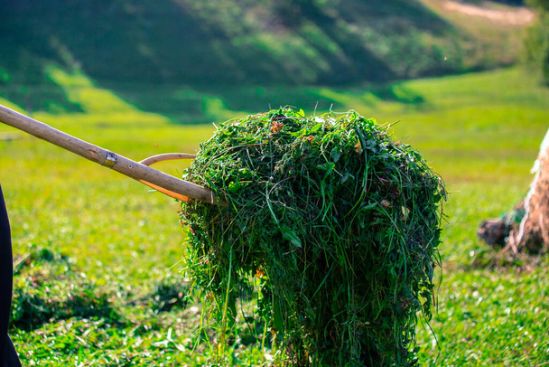 Çimleri tırmıkla biçen adam. Sürdürülebilir permakültür ve geleneksel saman için organik çiftlikte mevsimlik iş. - Fotoğraf, Görsel