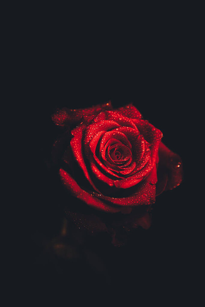 Top-view and close-up image of droplets on beautiful blooming red rose flower on black background. Valentine day concept.  - Фото, зображення