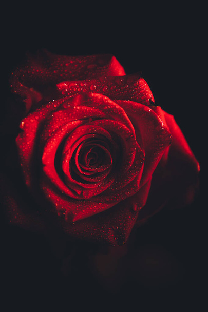 Top-view and close-up image of droplets on beautiful blooming red rose flower on black background. Valentine day concept.  - Foto, Imagem