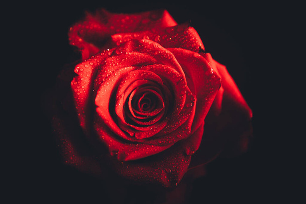 Вид сверху и крупным планом капель на красивом цветущем красном цветке розы на черном фоне. День святого Валентина.  - Фото, изображение