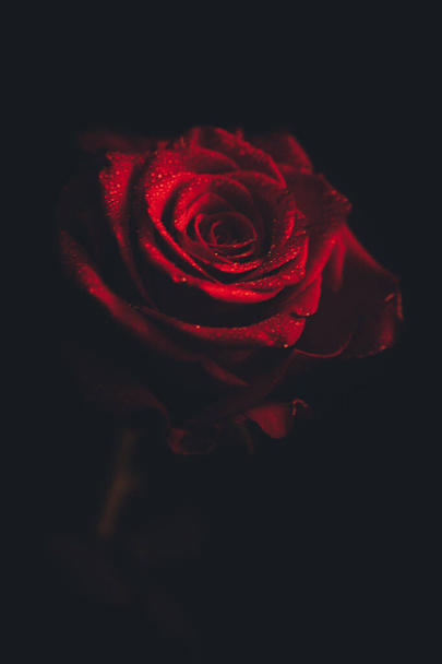 Вид зверху і крупним планом зображення крапель на красивій квітучій червоній квітці троянди на чорному тлі. Концепція Дня Святого Валентина
.  - Фото, зображення