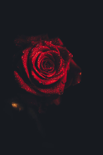 Top-view and close-up image of droplets on beautiful blooming red rose flower on black background. Valentine day concept.  - Foto, afbeelding