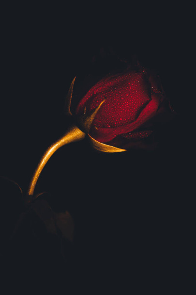 Top-view and close-up image of droplets on beautiful blooming red rose flower on black background. Valentine day concept.  - Foto, immagini