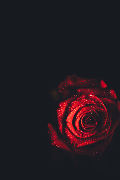 Top-view and close-up image of droplets on beautiful blooming red rose flower on black background. Valentine day concept.  - Foto, imagen