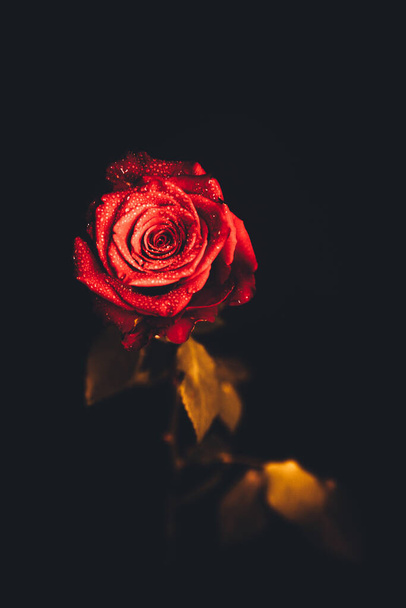 Top-view and close-up image of droplets on beautiful blooming red rose flower on black background. Valentine day concept.  - Foto, afbeelding