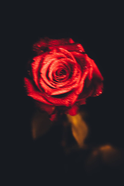 Top-view en close-up afbeelding van druppels op mooie bloeiende rode roos bloem op zwarte achtergrond. Valentijnsdag concept.  - Foto, afbeelding