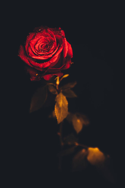 Top-view and close-up image of droplets on beautiful blooming red rose flower on black background. Valentine day concept.  - Fotografie, Obrázek