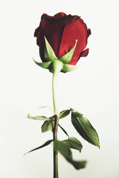 Beautiful blooming red rose flower on white background, close-up, color macro photo. Valentine day concept. - Foto, Bild