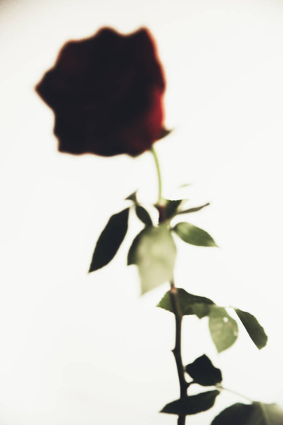 Mooie bloeiende rode roos bloem op witte achtergrond, close-up, kleur macro foto. Valentijnsdag concept. - Foto, afbeelding